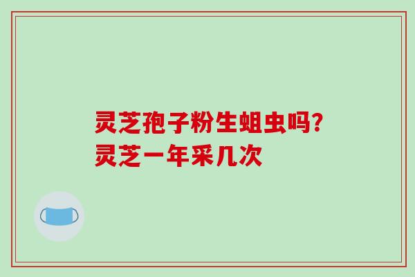 灵芝孢子粉生蛆虫吗？灵芝一年采几次