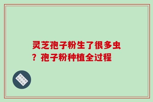 灵芝孢子粉生了很多虫？孢子粉种植全过程