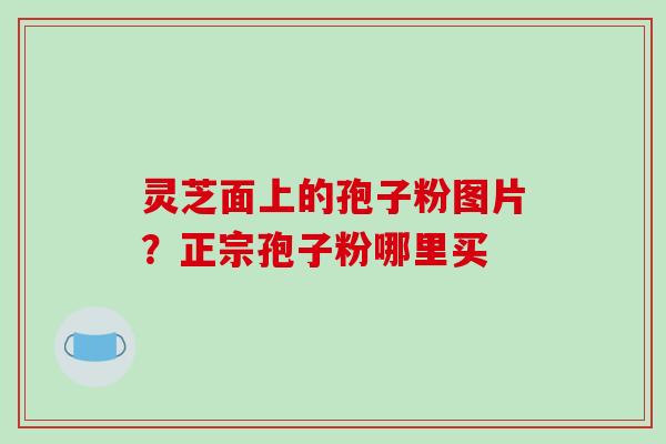 灵芝面上的孢子粉图片？正宗孢子粉哪里买