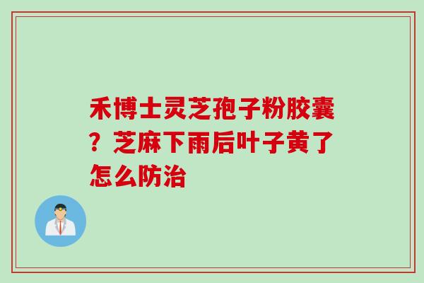 禾博士灵芝孢子粉胶囊？芝麻下雨后叶子黄了怎么防治