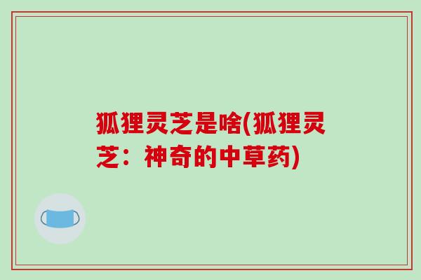 狐狸灵芝是啥(狐狸灵芝：神奇的中草药)