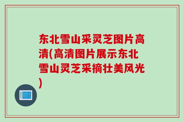 东北雪山采灵芝图片高清(高清图片展示东北雪山灵芝采摘壮美风光)