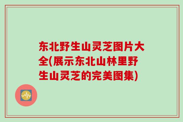 东北野生山灵芝图片大全(展示东北山林里野生山灵芝的完美图集)