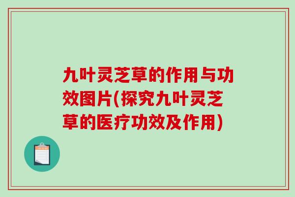 九叶灵芝草的作用与功效图片(探究九叶灵芝草的医疗功效及作用)