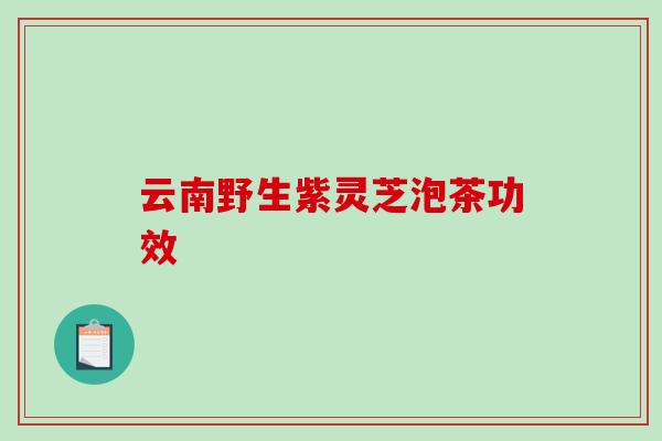 云南野生紫灵芝泡茶功效