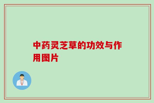 中药灵芝草的功效与作用图片