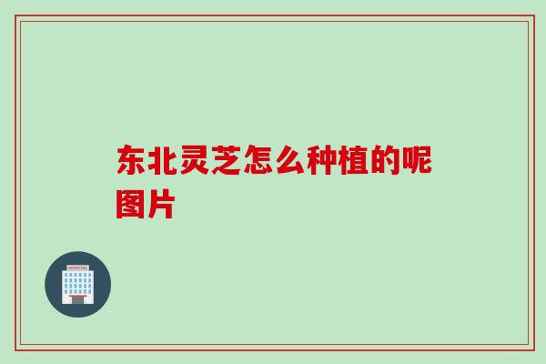 东北灵芝怎么种植的呢图片
