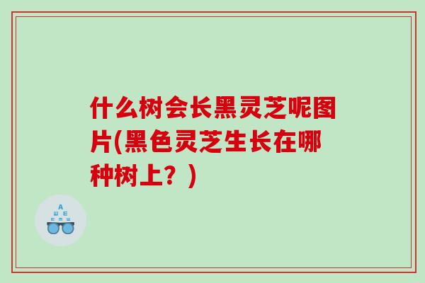 什么树会长黑灵芝呢图片(黑色灵芝生长在哪种树上？)