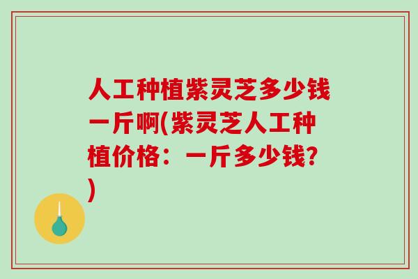 人工种植紫灵芝多少钱一斤啊(紫灵芝人工种植价格：一斤多少钱？)
