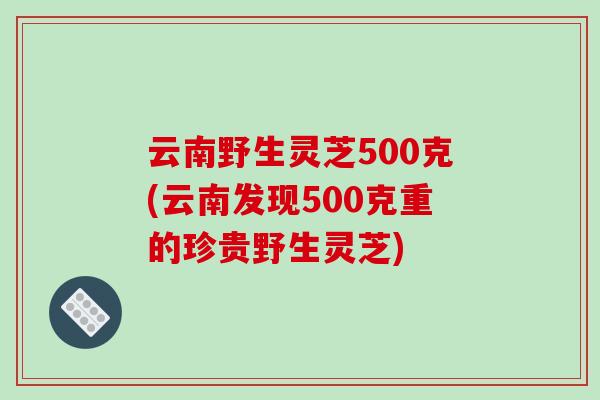 云南野生灵芝500克(云南发现500克重的珍贵野生灵芝)
