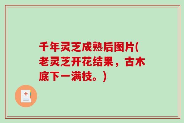 千年灵芝成熟后图片(老灵芝开花结果，古木底下一满枝。)