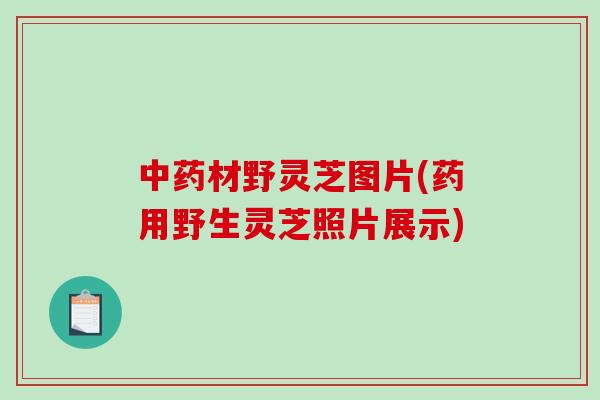 材野灵芝图片(药用野生灵芝照片展示)