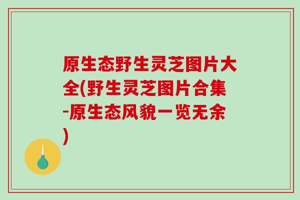 原生态野生灵芝图片大全(野生灵芝图片合集-原生态风貌一览无余) 原生态野生灵芝图片大全(野生灵芝图片合集-原生态风貌一览无余)