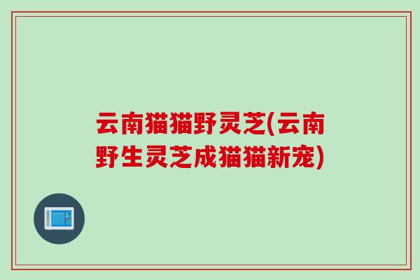 云南猫猫野灵芝(云南野生灵芝成猫猫新宠)