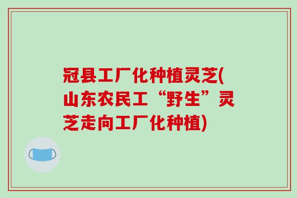 冠县工厂化种植灵芝(山东农民工“野生”灵芝走向工厂化种植)