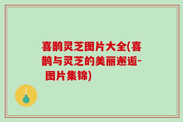 喜鹊灵芝图片大全(喜鹊与灵芝的美丽邂逅- 图片集锦)