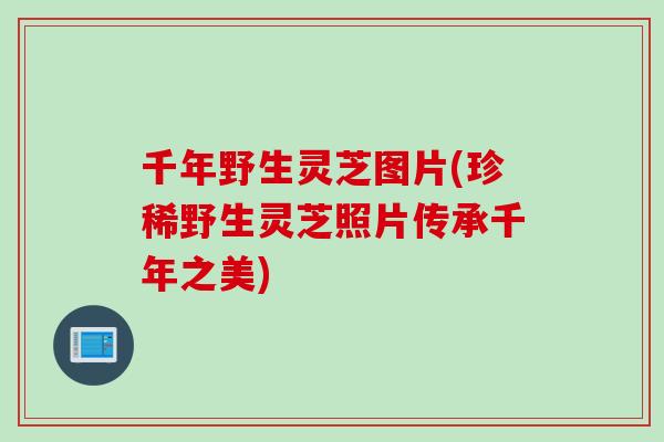 千年野生灵芝图片(珍稀野生灵芝照片传承千年之美)