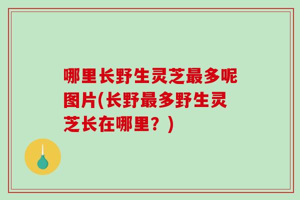 哪里长野生灵芝多呢图片(长野多野生灵芝长在哪里？)