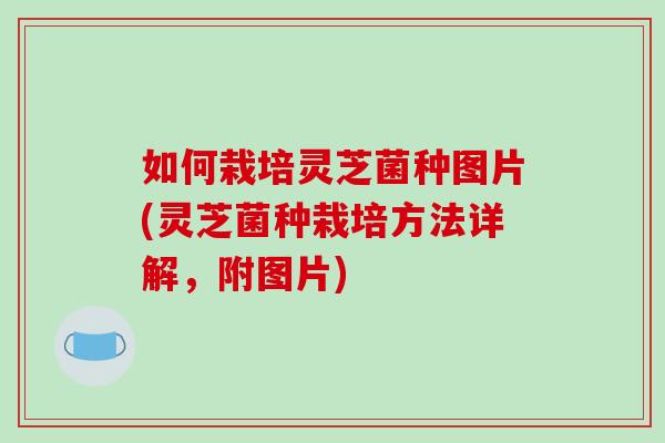 如何栽培灵芝菌种图片(灵芝菌种栽培方法详解，附图片)
