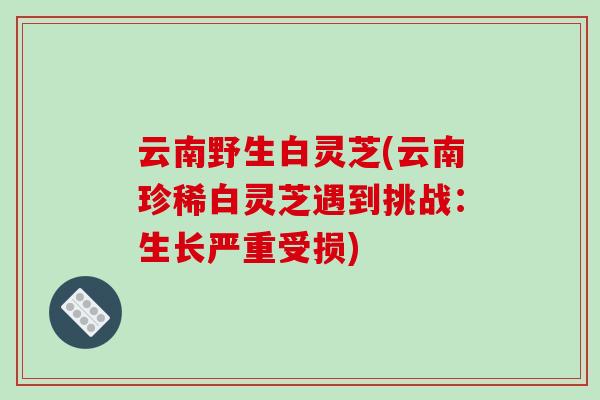 云南野生白灵芝(云南珍稀白灵芝遇到挑战：生长严重受损)