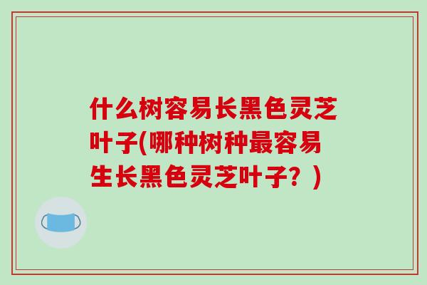 什么树容易长黑色灵芝叶子(哪种树种容易生长黑色灵芝叶子？)