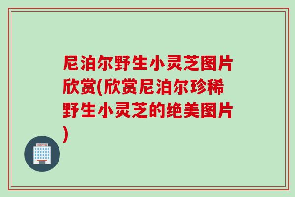 尼泊尔野生小灵芝图片欣赏(欣赏尼泊尔珍稀野生小灵芝的绝美图片)