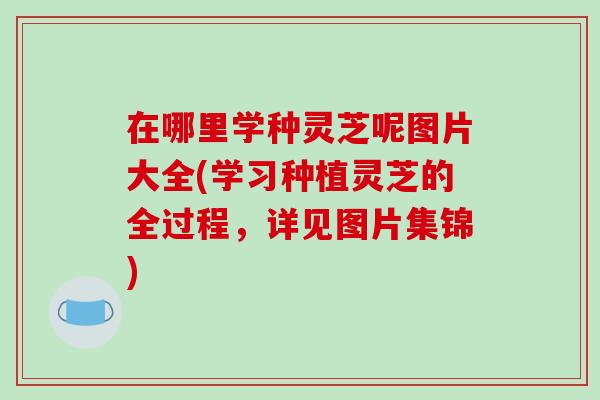 在哪里学种灵芝呢图片大全(学习种植灵芝的全过程，详见图片集锦)