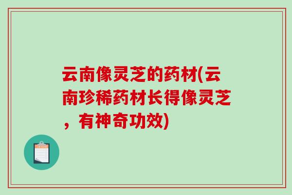 云南像灵芝的药材(云南珍稀药材长得像灵芝，有神奇功效)