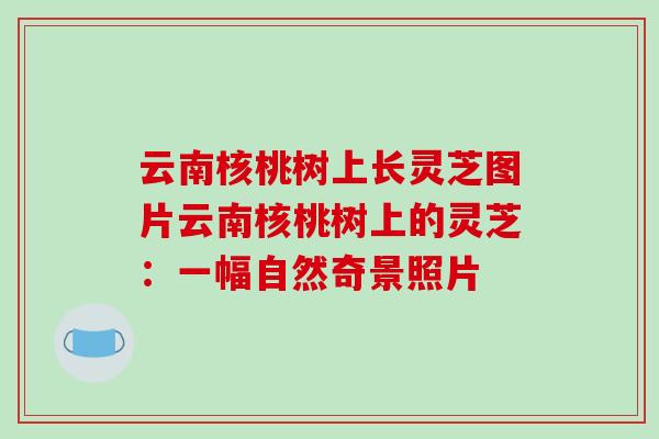 云南核桃树上长灵芝图片云南核桃树上的灵芝：一幅自然奇景照片