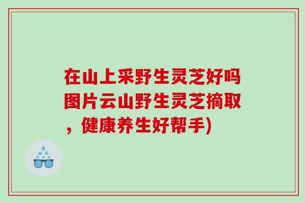 在山上采野生灵芝好吗图片云山野生灵芝摘取，健康养生好帮手)