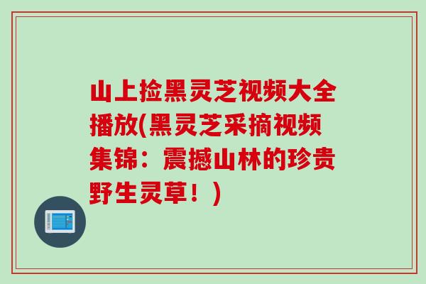 山上捡黑灵芝视频大全播放(黑灵芝采摘视频集锦：震撼山林的珍贵野生灵草！)