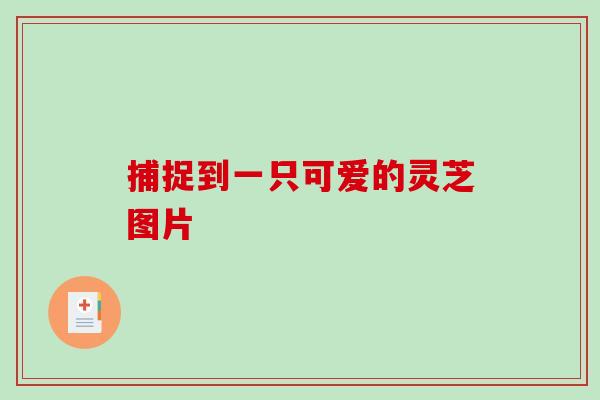 捕捉到一只可爱的灵芝图片