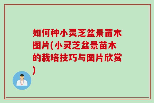 如何种小灵芝盆景苗木图片(小灵芝盆景苗木的栽培技巧与图片欣赏)