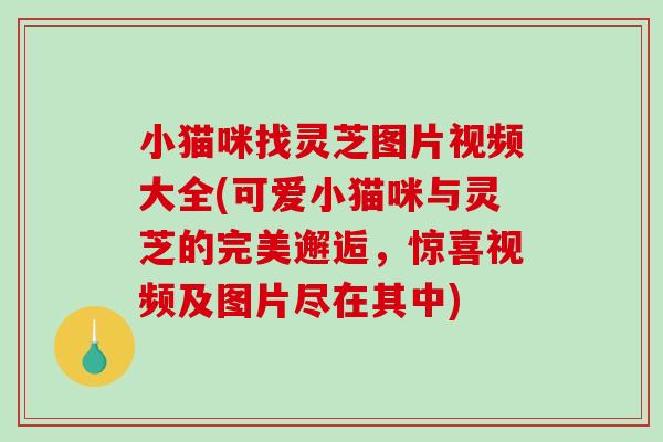 小猫咪找灵芝图片视频大全(可爱小猫咪与灵芝的完美邂逅，惊喜视频及图片尽在其中)