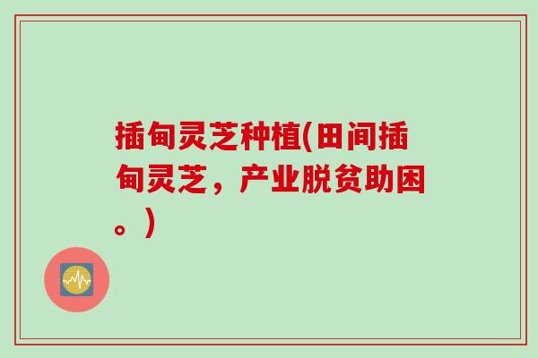 插甸灵芝种植(田间插甸灵芝，产业脱贫助困。)