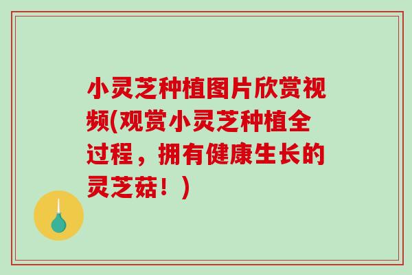 小灵芝种植图片欣赏视频(观赏小灵芝种植全过程，拥有健康生长的灵芝菇！)
