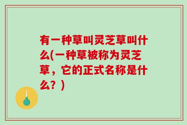 有一种草叫灵芝草叫什么(一种草被称为灵芝草，它的正式名称是什么？)