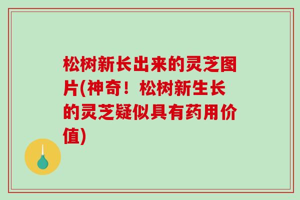 松树新长出来的灵芝图片(神奇！松树新生长的灵芝疑似具有药用价值)
