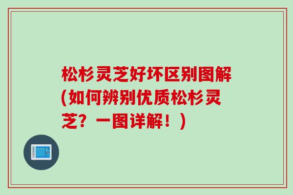 松杉灵芝好坏区别图解(如何辨别优质松杉灵芝？一图详解！)