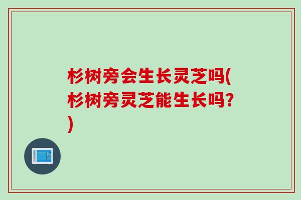 杉树旁会生长灵芝吗(杉树旁灵芝能生长吗？)