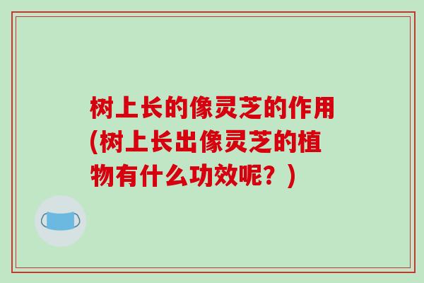 树上长的像灵芝的作用(树上长出像灵芝的植物有什么功效呢？)