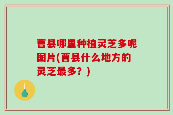 曹县哪里种植灵芝多呢图片(曹县什么地方的灵芝最多？)