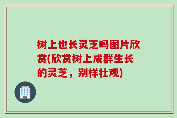 树上也长灵芝吗图片欣赏(欣赏树上成群生长的灵芝，别样壮观)