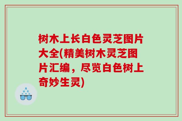 树木上长白色灵芝图片大全(精美树木灵芝图片汇编，尽览白色树上奇妙生灵)
