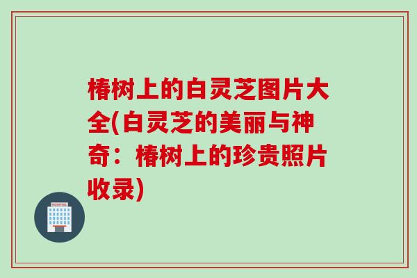 椿树上的白灵芝图片大全(白灵芝的美丽与神奇：椿树上的珍贵照片收录)