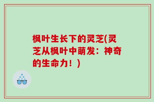 枫叶生长下的灵芝(灵芝从枫叶中萌发：神奇的生命力！)