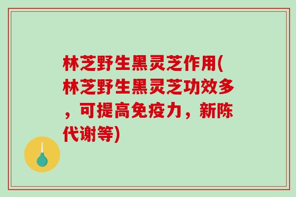 林芝野生黑灵芝作用(林芝野生黑灵芝功效多，可提高免疫力，新陈代谢等)