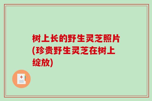 树上长的野生灵芝照片(珍贵野生灵芝在树上绽放)