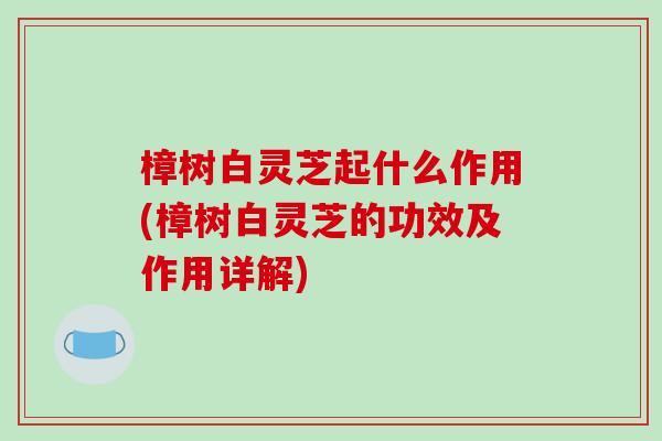 樟树白灵芝起什么作用(樟树白灵芝的功效及作用详解)