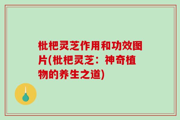 枇杷灵芝作用和功效图片(枇杷灵芝：神奇植物的养生之道)